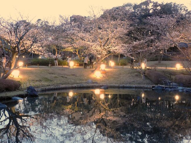 久しぶりに投稿します。<br />神戸しあわせの村では４月７日まで日本庭園の桜のライトアップが行われいたので行ってきました。<br />ライトアップされたほぼ満開の桜が、日本庭園の池に映り見事な景観となっていました。