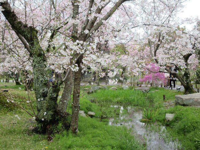河原院(渉成園)に花見に行きました。<br /><br />　渉成園付近（京都駅から言って右上・北東側）には『源氏物語』の主人公・光源氏のモデルとも言われる貴族／左大臣・源融が営んだ庭園“六条河原院”が存在したと言われます。