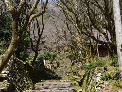 桜満開 鶏足寺から石道寺への散策路