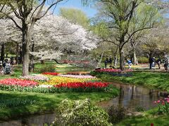 昭和記念公園 チューリップの郷2024 桜も