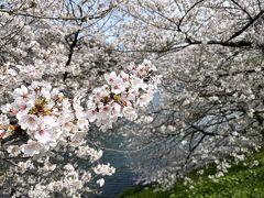 東京の桜の名所めぐり