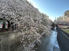 2024年春、"目黒川の桜" はほぼ散っていた･･･。来年は、"スターバックス リザーブ ロースタリー " のテラスから桜を見てみよう！