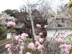 岡山・醍醐の桜を求めて（美作滝尾駅・千光寺・城東街並み・津山高校旧本館）