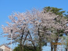 西鶴ケ岡公園の桜