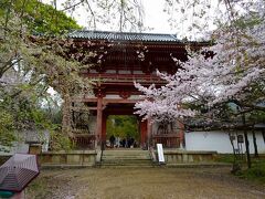 京都　醍醐寺の桜