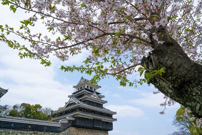 　桜も散り始めました。残っている中津城公園と大貞スポーツ公園の桜を見にって来ました。
