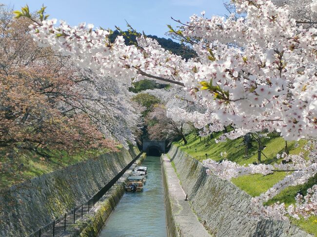 ・京都はどこも激混み、紫式部がヒロインの大河ドラマ「光る君へ」ゆかりの　　<br />　石山寺と三井寺へ　　　　<br />・2両編成の京阪電車でのんびり散策しました。<br /><br />・ヒロインの吉高由里子さんが3月30日に石山寺に訪問されました。<br />　また４月14日のドラマで石山寺の紹介がありました。<br /><br />・京都に水を運ぶ琵琶湖疎水も桜が満開！<br /><br />・ポテのお散歩さんの石山寺の新緑と紅葉の旅行記が美しく素敵です。<br />　https://4travel.jp/travelogue/11755000<br />　　　
