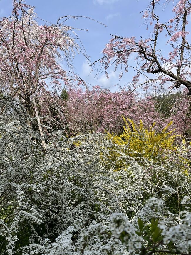 思いがけず、桜満開の京都でした。<br /><br />2日目もいいお天気。<br />原谷苑、平野神社で桜を楽しみ、下鴨神社近くの旧三井別邸でランチ（たらよろさんの旅行記を読んで行きたくなりました）<br />鴨川を桜を眺めながら歩きました。<br />そして西国33観音の札所の革堂、六角堂を参拝<br />今日もロク京都宿泊です。<br /><br />