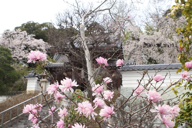 　毎年恒例になってきています。3姉妹夫婦の桜を求めての旅行です。<br />　今回はNHK新日本紀行で特集があり、一度は行ってみたいと思っていた一本桜の醍醐の桜を求めて津山市から岡山市まで桜紀行です。<br />　今年の桜開花がここ１０年で一番遅くなっていましたが、出発の２．３日前から急にあたたかくなり、ほぼ満開に近い桜を鑑賞することができました。<br />日程<br />４月２日<br />美作滝尾駅　⇒	千光寺　⇒	城東街並み	⇒津山高校旧本館	⇒　ザ・シロヤマテラス津山別邸	<br />４月３日	<br />醍醐桜　⇒	備中国分寺	　⇒	雪舟	⇒　吉備津神社	⇒	岡山城<br /><br />