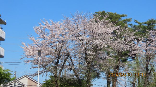 4月10日、午後1時頃にふじみ野市西鶴ケ岡公園の桜を撮影しました。　満開を過ぎ散り始めていましたが、桜の花は美しかったです。<br /><br /><br /><br /><br />*写真は西鶴ケ岡公園の桜