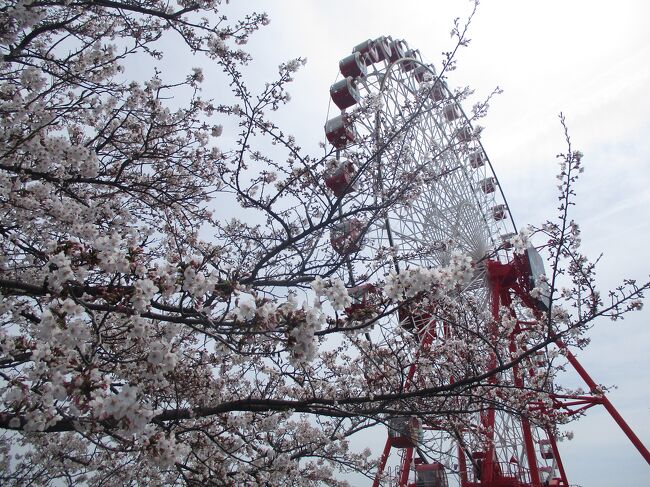 鈴鹿サーキットに満開の桜を観に行ってきました！