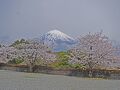 桜見物(2024.04.06・4.大石寺の桜)