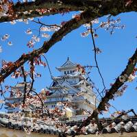 桜と白鷺城に会いに行く。　姫路城編