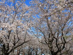 桜を見に綾瀬市役所2024(神奈川県綾瀬市)へ・・・