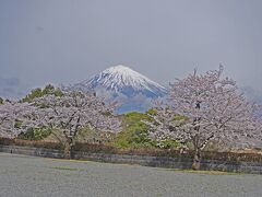 桜見物(2024.04.06・4.大石寺の桜)