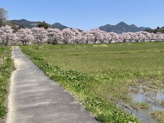 奈良　宇陀　水分桜【延々と続く桜並木】～水分神社～吉野　又兵衛桜～津風呂湖～天理　幾坂池の一本桜