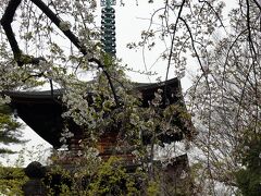 東京世田谷、松陰神社と豪徳寺の桜　2024
