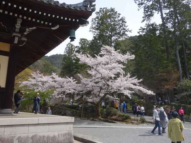 南禅寺は人がおおかった。桜の木よりおおかった。