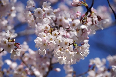 4月10日　<br />雲一つない快晴に恵まれたこの日、上田城跡公園の桜はどんな具合か覗きに行ってみた。<br />恒例の千本桜祭りは7日までの予定だったが、昨年より開花が大幅に遅れ14日まで延長。<br />早咲きの桜は9日の風雨でかなり散り、満開になったばかりの木は耐え忍び、ソメイヨシノは3～5分咲き。