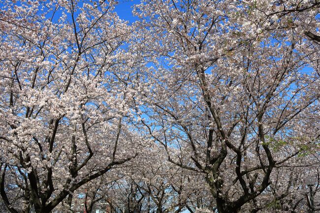昨日は雨も風も強くて桜も散ったかと思いましたが<br />天気が良かったので桜を見に2024年初めて綾瀬市役所へ出かけました。<br />桜は散りかかってましたが、まだ見ることができました。<br />ここは無料駐車場もあり車では行きやすいです。<br />