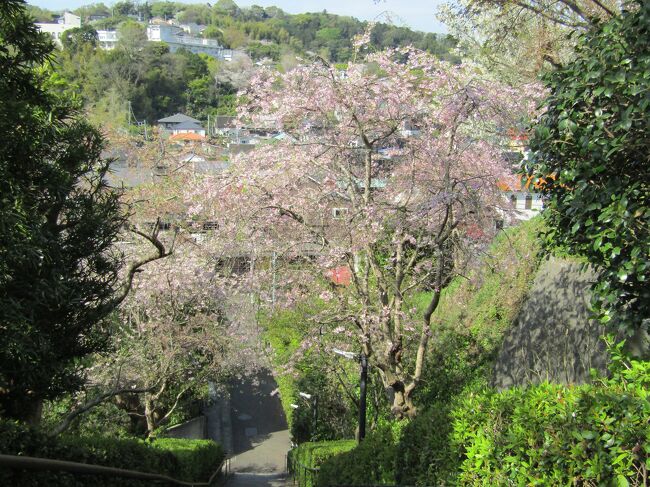 円覚寺の塔頭である雲頂庵には山門までの石段の両側と境内に枝垂れ桜が植えられている。しかし、境内の紅枝垂れ桜には何本か若木がある。<br /> 石段の両側の枝垂れ桜には1本は散り終わっている早咲きの枝垂れ桜があるようだ。<br /> それにしても、大島桜とソメイヨシノと多くの紅枝垂れ桜が同時に満開となっており、例年よりも見応えがある。<br /> なお、今日は富士山は雲の中に隠れており、見ることが出来なかった。<br />(表紙写真は雲頂庵石段の紅枝垂れ桜)