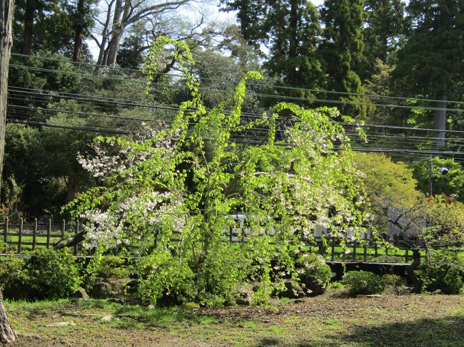 　10年近く前に円覚寺では境内に数10本の枝垂れ桜を植えた。それがコロナ禍の中頃から咲き始めている。<br />　この若木はどうやら普通の枝垂れ桜よりは早咲きの枝垂れ桜のようだ。今が散り出しでほぼ花が落ち、葉が伸びている。<br />　この若木がそれなりに生長したなら、円覚寺は鎌倉では最も多くの枝垂れ桜が見られる枝垂れ桜の禅寺となるであろう。もう、10年といったところか？<br />（表紙写真は円覚寺白鷺池（びゃくろち）下の枝垂れ桜の若木）