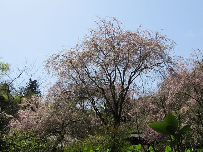 明月院の枝垂れ桜は平成になってから移植された。八重紅枝垂れ桜ばかりである。その数は18本とも言われている。<br /> 令和6年(2024年)にもなると、枝垂れ桜も背が高く生長している。<br /> しかし、北鎌倉の周辺住民や日本人には知られていないために、毎年満開の時に花見に来ても境内には10人程度しかいないのが常である。<br /> そうは言っても、電柱や電線を地下化した境内では何にも邪魔されずに枝垂れ桜を観賞出来る。<br /> 余りにもゆったりしているのでついつい長居してしまう。また、そうしていると台湾リスがやってきたり、境内にはシジュウカラが飛び回っているのに出会える。<br /> 「武家の古都・鎌倉」が世界遺産に落選したのが平成25年(2013年)のことである。何故、鎌倉が世界遺産になれないのかと思い、鎌倉を隈なく散策したのがその前の数年間であり、ここ明月院の枝垂れ桜に感動したのは2010年のことである(https://4travel.jp/travelogue/10449334)。<br /> それ以来、ここ明月院の枝垂れ桜をことある度に紹介してきた。しかし、15年経って、ようやく外国人には口コミで知られ始めたようだ。それでも日本人には全く通じなかったのは残念なことだ。<br /> 国内で明月院が枝垂れ桜の名所として知られる頃にはそれ以上に枝垂れ桜の本数が多い円覚寺の若木が見られるまでに生長するのではあるまいか?<br />(表紙写真は明月院の枝垂れ桜)