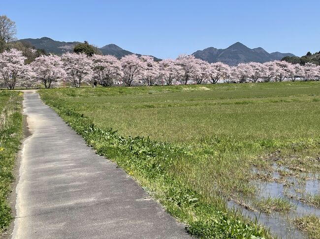 長～ぃ桜並木を歩きたい！<br />あら　宇陀にあるっぽい<br />宇陀市「水分桜（みくまりざくら）」<br />国道３７０号線、芳野川沿いの堤防に約100本のソメイヨシノの桜並木<br />まさに延々と続く桜並木～<br />このあたりには、巨大な枝垂れ桜・又兵衛桜もあって…<br />又兵衛桜は、広い公園みたくなっていて、見物人で溢れていたなぁ<br /><br />津風呂湖<br />1963（昭和38）年に津風呂川をせきとめて造られた周囲32km、広さ150haの灌漑用ダム湖。<br />ボート遊び、魚釣り又、湖畔でハイキング、サイクリング、温泉もあるようです。<br />私達二人だけで、遊覧を楽しめました。<br /><br />「幾坂池の一本桜」<br />奈良県天理市の道の駅「なら歴史芸術文化村」の南にある『幾坂池（いくさかいけ）』の土手に植えられた大きなソメイヨシノ。<br />　<br />