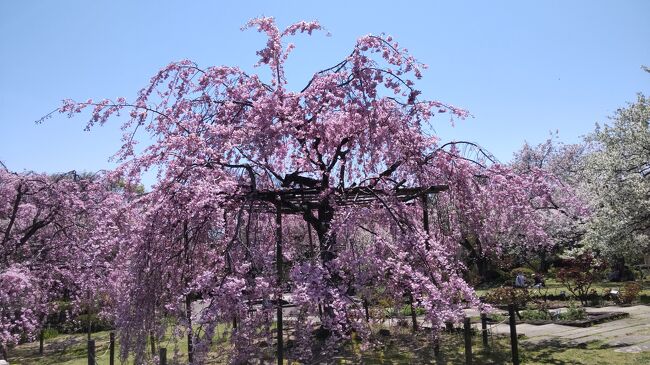 甲山山麓には、夙川公園、越水浄水場、ニテコ池、北山緑化植物園、北山貯水池等の桜の名所が点在しています。<br />4月にハイキングを兼ねてこれら桜の名所を巡りました。