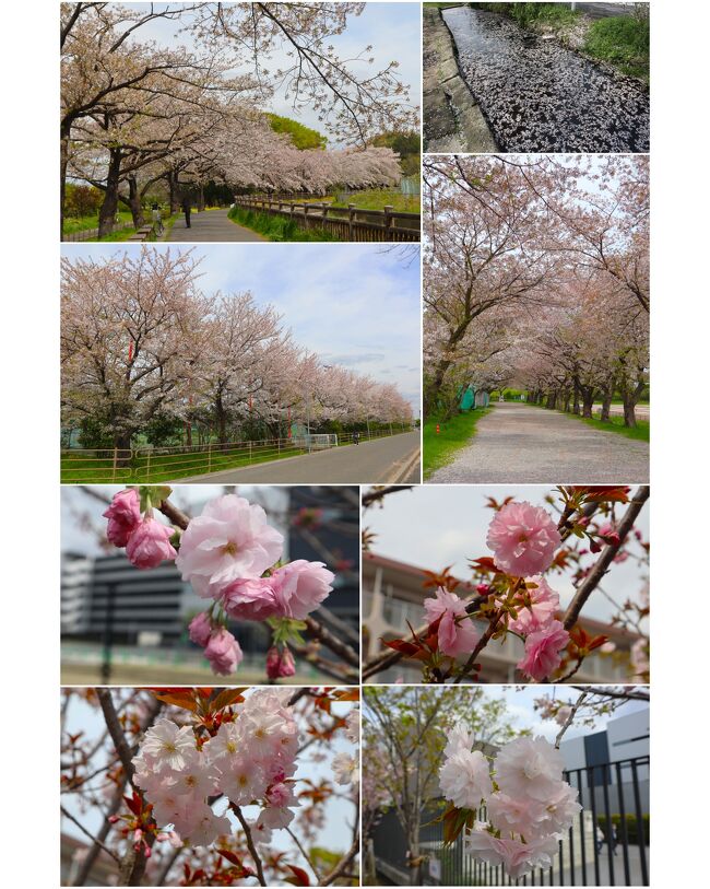 全国に3ヵ所ある造幣局のひとつがさいたま市の大宮にあります。<br />大阪、広島の造幣局も春の桜の通り抜けが有名ですが、さいたま支局でも桜のさんぽ道があるのです。<br />近くの桜の名所見沼田んぼから造幣局さいたま支局まで花見に出かけてみました。