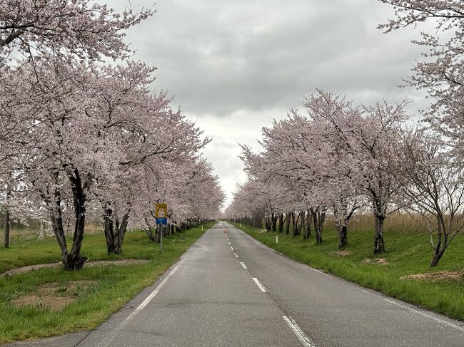 北陸応援割りを利用して、JALのダイナミックパッケージで石川県と福井県へ１泊で行ってきました。<br /><br />今年はちょうど桜が咲いていたので（満開から散りかけでしたが）、各地で桜を見ることができてよかったです。