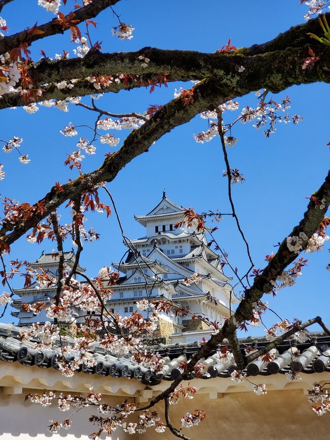 ポテのお散歩さんの<br />美しい姫路城の旅行記を拝見し、<br />絶対桜と一緒に見たい、と思いを募らせ。<br />https://4travel.jp/travelogue/11819066<br />ちーちゃんの詳しい姫路城旅行記も拝見し、<br />https://4travel.jp/travelogue/11558218<br /><br />その他、たくさんの4トラベラーさんの旅行記<br />参考にさせていただきました。<br /><br />そして、私の敬愛する、<br />お仕事のS先輩も、行きたい!と<br />言ってくださったので、張り切って予約。<br />桜、ぴったりの時期だろう!と思ってましたよ…<br /><br />ところが、皆様ご存知の通り、<br />異例のサクラ遅咲きyearでございました(涙)<br />でも、これ以上ないくらいの、晴天。<br />これは、お天道様が味方してくださったに<br />違いない(と都合良く思い込むw)<br /><br />いざ行かん、世界中の憧れ、白鷺城へ。<br /><br />お時間許せば、ぜひご覧下さいませ。<br /><br />写真名人のS先輩から、たくさんお写真お借りしました。<br />改めて感謝申し上げます。