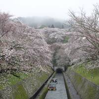 滋賀訪問2023(三井寺はいつも雨。雨中の桜の名所を散策。大津市・琵琶湖疎水、三井寺、長等神社、三尾神社)
