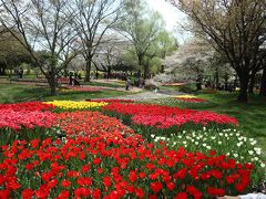  オランダのキューケンホフと雰囲気が似た昭和記念公園のチューリップ（再訪）