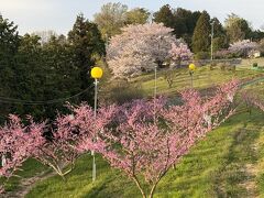 岡山市北区の桜と桃の競演