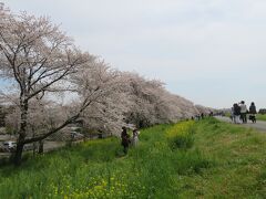 桜と菜の花