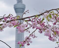 2024年桜開花状況&#9825;浅草②