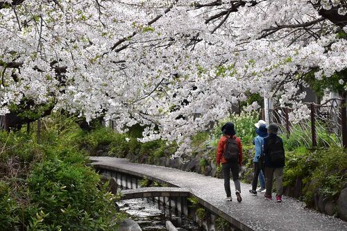渋川の桜散歩 2024 ～武蔵小杉・元住吉の桜並木～（川崎
