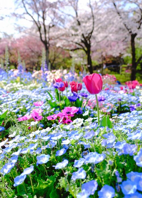 春爛漫☆フラワーガーデンを巡る旅【1】よみうりランド花の庭園