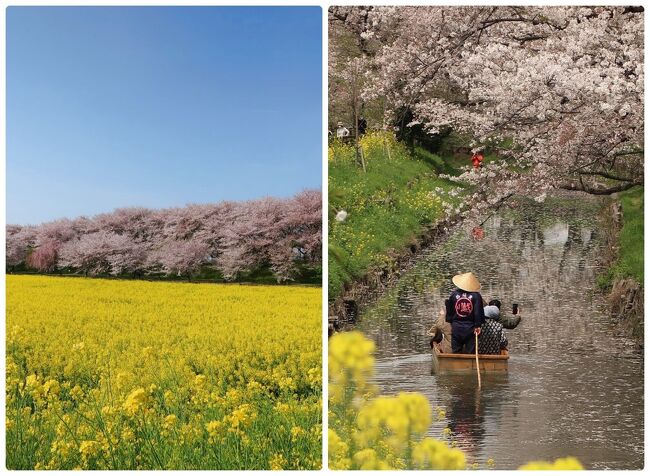 3月下旬に埼玉県の幸手権現堂桜堤へお花見を予定していましたが、春先になって寒の戻りで開花が遅れ、4月初旬へ変更。<br />しかしまだ満開とまではいかず、更に延ばして4月第二週に行ってきました。<br />「幸手桜まつり」も期間延長となり4月14日までとなったようです。<br /><br />2日前のまるで台風のような風雨で花が散ってしまわないかと心配しましたが、何とかまだ間に合いました。<br /><br />権現堂の次に訪れた、川越氷川神社裏の新河岸川の桜並木は風情たっぷりでした。<br />そして川越の蔵造りの町並みを散策。<br />お店の前を通る度に気になる食べ物に引かれてなかなか進みませんでした(笑)<br /><br /><br /><br /><br />