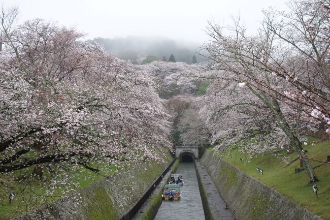 滋賀訪問2023(三井寺はいつも雨。雨中の桜の名所を散策。大津市・琵琶湖疎水、三井寺、長等神社、三尾神社)