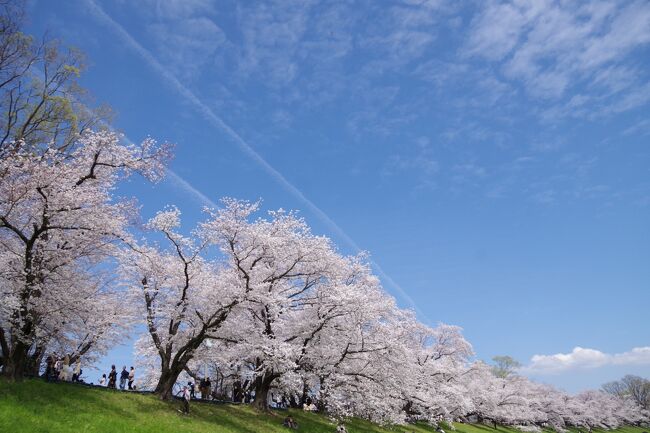 昨日は姉と造幣局の桜の通り抜けへ行ったので、本日は母を連れてどこか桜を見に行こうと思っていたのですが、母は町内会の寄り合いというウザい会があるとさ。<br /><br />夜は食事の片付けを終えたらそれ以上ヤル気が出ず、ぬくぬくおこたで寝てしまい、朝3時か4時に起きて風呂に入って洗濯物を干し髪の毛を乾かし、ついでに化粧をしてから5時か6時頃寝て7時半頃起きて8時前に家を出るという不思議な生活をしている昨今。<br /><br />当然この日もそんな状態だったので明け方から起きている。いつも行動は昼からですが、いつもより早めに桜でも見に行ってこかい、と背割堤へ行くことにします。<br />　<br />見事に満開でした！