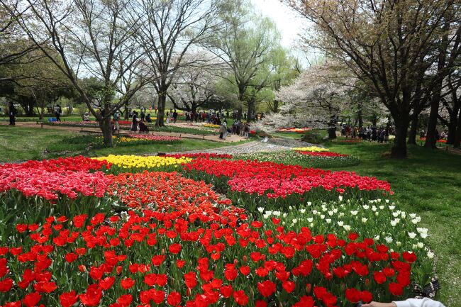 2019年4月19日にアップしていますが、昭和記念公園のチューリップは、オランダのキューケンホフのチューリップに似ており、見るとほっとします。<br /><br />ワイフと行きましたが、チューリップも満開、桜も満開、菜の花も満開で良かったです。<br /><br />昭和記念公園は毎回行って嬉しいところです。