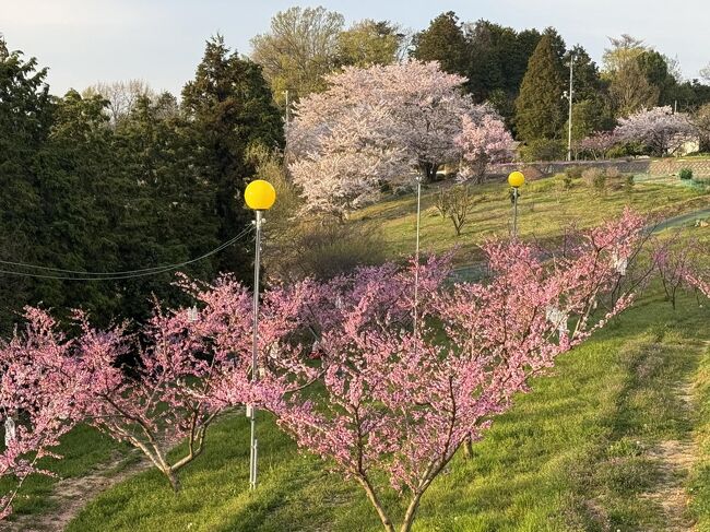 岡山市の桜と桃の競演