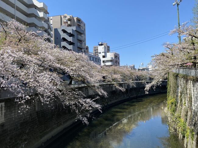 週末の花見日和が終わり東京は徐々に葉桜が増えてきましたが、まだまだ桜の木はピンク色がメイン。<br />この日は神田川沿いにある桜の木を見に行ってきました。