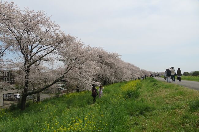 昨日家族にプチ切れしたので家出目的で一人で日帰りドライブ。<br />でも朝車ごといなくても誰も「どこへいってるの？」と聞いてくれなかった(T_T)<br /><br />そんなことよりまあ桜の綺麗なことよ。<br />横浜では散りはじめなので見頃検索してヒットした熊谷、<br />わざわざ行って正解でした。<br />そのまま帰るのもと思って立ち寄った川越とともに<br />ご覧いただけると嬉しいです。<br />