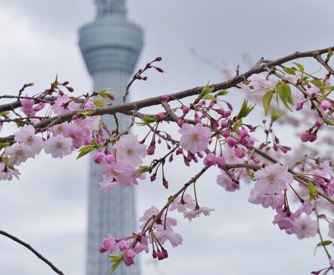 ※個人的備忘録の為、コメント少なめで写真だけUPしています。<br />ご興味ない方はスルーして下さい |ω･)ｴﾍ<br /><br />今年の隅田川の桜を見納めに、半蔵門から浅草に移動してきました(о´v｀о)<br />平日で、なおかつ前日に桜まつりは終了したにも関わらず、大賑わいの浅草<br />桜並木沿いではお祭りの撤収作業が行われ、景観的にはちょっと残念な部分もあります。<br />が、肝心の桜はまだ満開！少し葉桜が増えてきたかなといったところ。<br />お天気は相変わらずの曇り空だったけれど、散歩しやすい気温でゆっくり鑑賞できました。<br /><br />-memo-<br />＊撮影時間：9:45-11:07<br />＊さくら祭りやっていなくても人はとにかく多い。<br />＊蕾の多い木もあるけれど、葉桜優勢になっている木も多々あり。<br />＊観光客が多いけれど、浅草寺付近を除けば比較的散策しやすい。