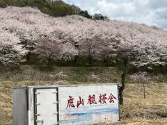 東秩父村の隠れた桜花見スポット