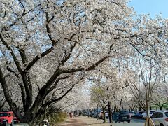 桜を求めて、釜山・慶州おばちゃん二人花見旅⑤～慶州　興武路・大陵苑の桜～