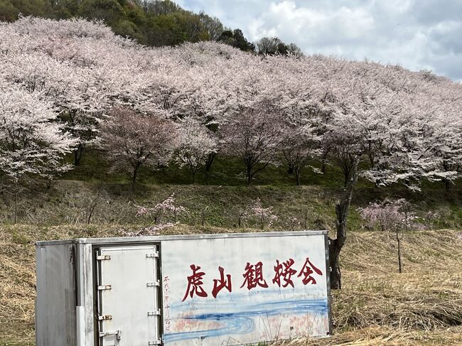 ４月１２日金曜日に、天気も良かったのでドライブしようと東秩父村方面へと走らせていたところ、素晴らしい桜並木が見えたので立ち寄ってみたら、ちょうど満開で素晴らしいお花見ができました。先日の月曜日の悪天候の時には多分まだ満開ではなかったかと思います。散ることもなく本日の満開が迎えられたことで、素晴らしいお花見でした。<br />桜の見物は１４日の日曜日までで、過ぎるとすべて入場できなくなるとのことです。<br /><br />東秩父村のＨＰ参照<br />https://www.vill.higashichichibu.saitama.jp/soshiki/06/torayamasakura2.html　<br /><br />